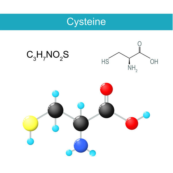 Glycine molecular formula. Chemical structural formula and model of a proteinogenic nonessential amino acid. E920. Vector illustration