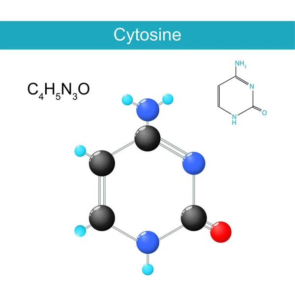 Fórmula Molecular Citosina Fórmula Estrutural Química Modelo Nucleobases Encontradas Dna —  Vetores de Stock