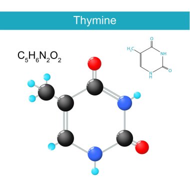 Thymine moleküler formülü. DNA ve RNA 'da bulunan nükleobazların kimyasal yapısal formülü ve modeli. Vektör illüstrasyonu