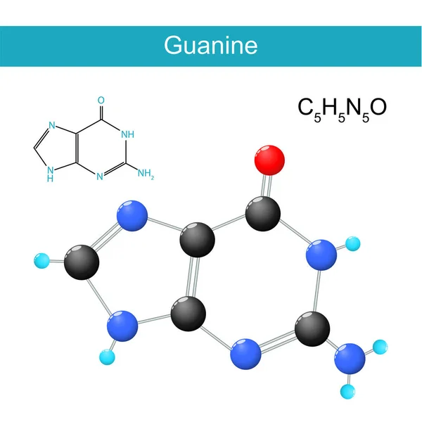 Formule Structurale Chimique Moléculaire Guanine Model Nucleobases Found Nucleic Acids — Image vectorielle