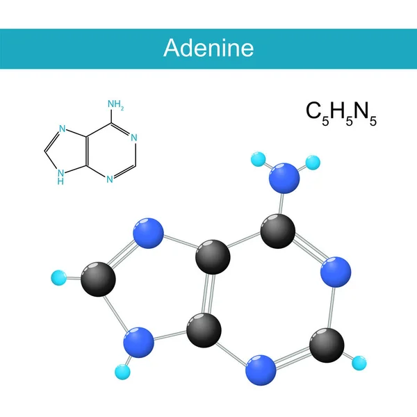 Fórmula Molecular Adenina Fórmula Estructural Química Modelo Nucleobases Encontrados Adn — Vector de stock