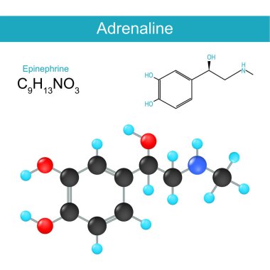 Adrenalin moleküler kimyasal yapısal formül ve epinefrin hormonu modeli. Vektör illüstrasyonu