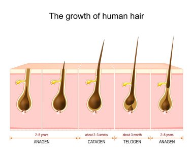 Kılların uzaması anagen ve katagenden telojen fazına kadar. Saç kökü anatomisi. İnsan derisi anatomisinin diyagramı. Vektör eğitim posteri.