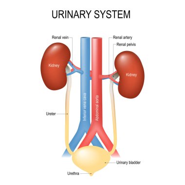 İdrar sistemi anatomisi. İdrar kesesi, Ureter, inferior vena cava, abdominal aort ve Urethra olan insan böbreklerine yakın çekim. Ayrıntılı diyagram. Vektör posteri