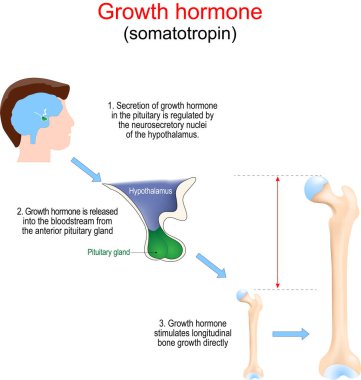 Büyüme hormonu kemiğin gelişimini hızlandırır. Somatotropin üreten hipofiz bezinin yakın çekimi. Büyüme hormonu boylam kemik büyümesini doğrudan tetikler. Vektör çizimi. Poster HGH 'nin nasıl çalıştığını ayrıntılı olarak açıklıyor. Eğitim diyagramı