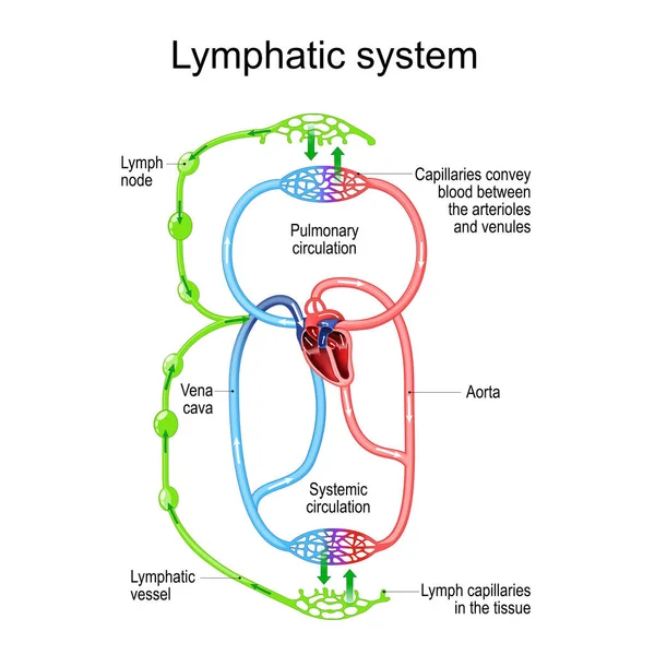 Lymfatisch Circulatiesysteem Delen Van Het Immuun Circulatiesysteem Lymfeklier Bloedvat Haarvaten — Stockvector