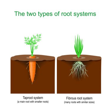 Kök sistemlerinin iki türü. Havuçların Taproot sistemi vardır ve kökleri daha küçüktür. Çimenlerin fibröz sistemi vardır, benzer büyüklükte kökleri vardır. Bitkiler hakkında taşıyıcı poster.