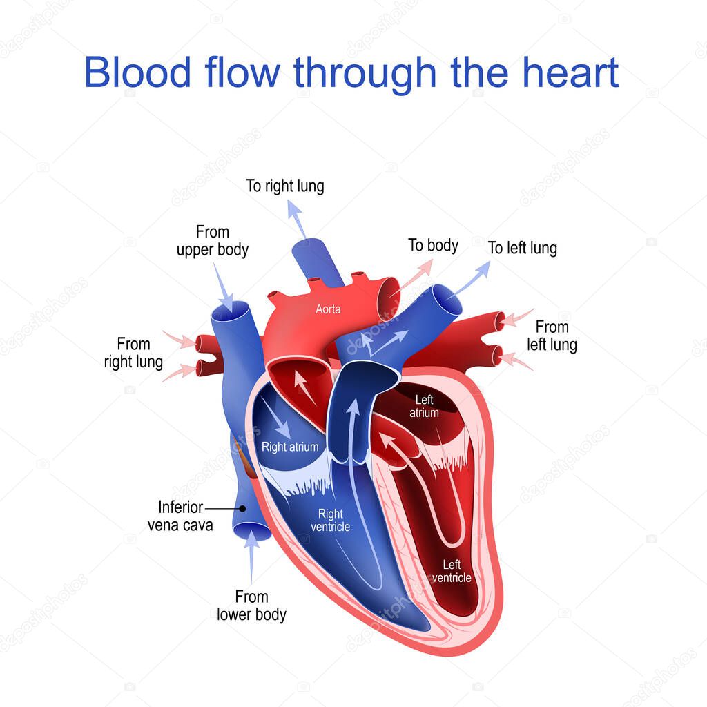 Circulation of blood through the heart. Cross section of human heart. The arrows show the direction of blood flow. main parts of heart. Vector illustration