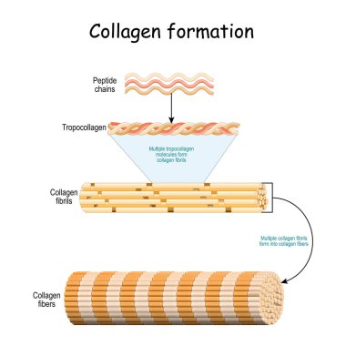 Collagen formation. From Peptide chains to Multiple tropocollagen molecules that form collagen fibrils. Multiple fibrils form into collagen fibers. Vector illustration clipart