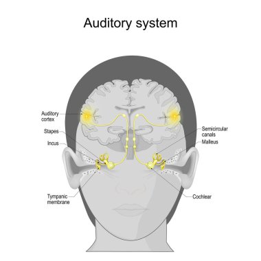auditory system from Tympanic membrane and Cochlear in the ear to Auditory cortex on the brain. sensory system for the sense of hearing. Anatomy of the human ear. Vector poster clipart