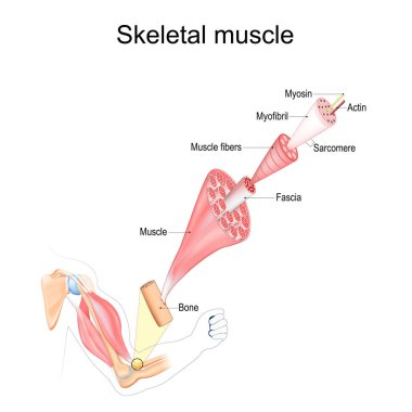 İskelet kas anatomisi. Fascia ve Tendon 'dan Actin ve Myosin' e kadar kas liflerinin yapısı. Vektör posteri