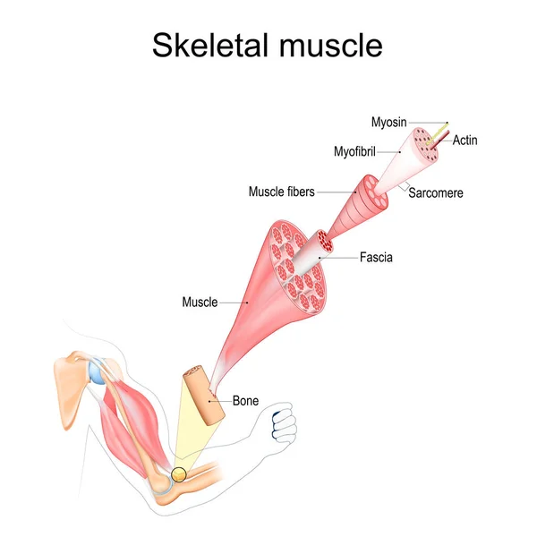 Anatomia Mięśni Szkieletowych Struktura Włókien Mięśniowych Powięzi Ścięgien Aktyny Myozyny — Wektor stockowy