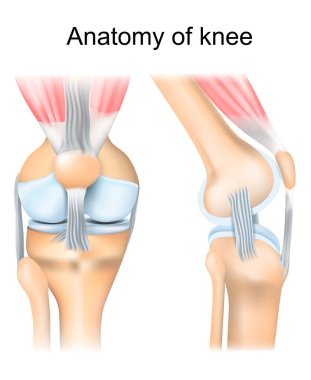 Diz anatomisi. İnsan ortak yapısı. Sağ dizinin yan ve ön kısımları. Vektör posteri