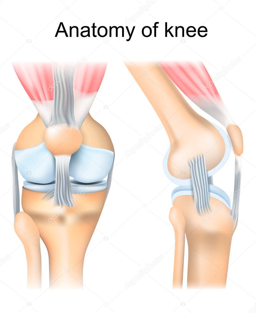 Knee anatomy. Human joint structure. Lateral and Front aspects of right knee. Vector poster