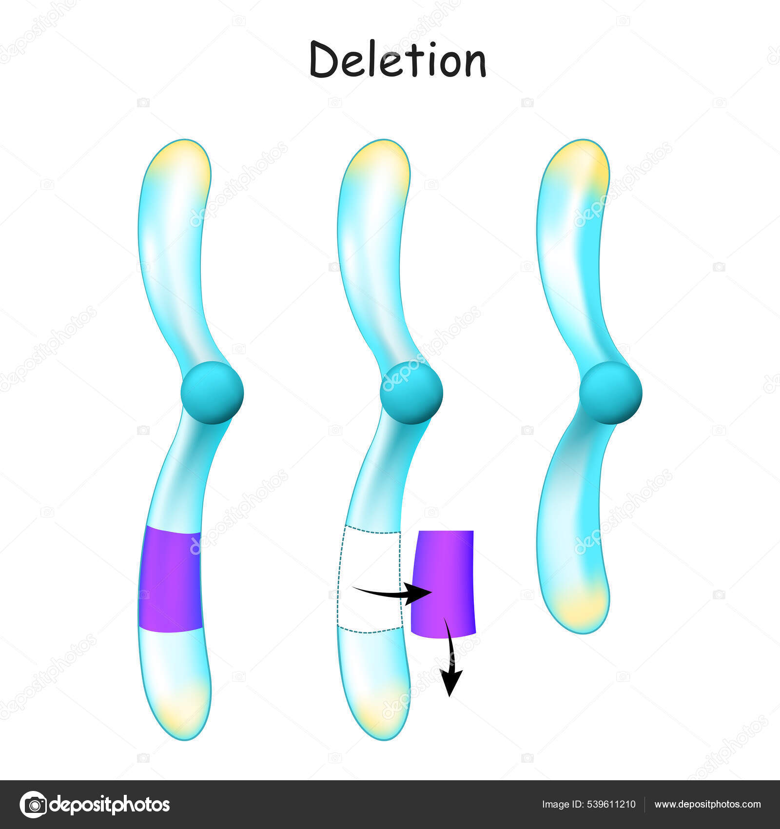 Las 6 partes del cromosoma: características y funciones, image size:1600x1700