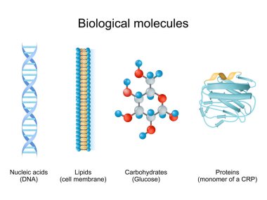 Biyomolekül, canlı organizmalarda bulunan moleküllerdir. Biyolojik molekül türleri: karbonhidratlar, Lipidler, Nükleik asitler ve Proteinler. Glikoz, hücre zarı, DNA ve CRP monomerine örnek olarak biyo molekül.