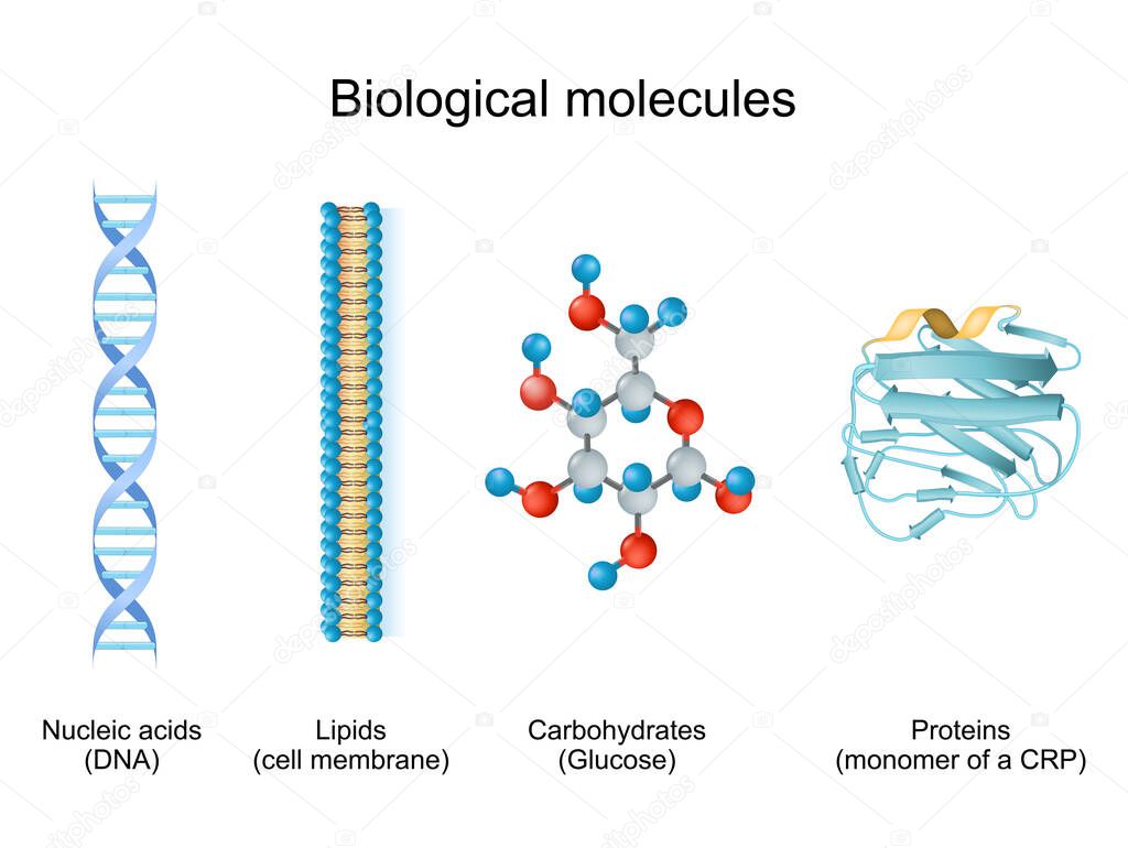 biomolecule is molecules present in live organisms. Types of biological molecule: Carbohydrates, Lipids, Nucleic acids and Proteins. biomolecule for example of Glucose, cell membrane, DNA, and monomer of a CRP.
