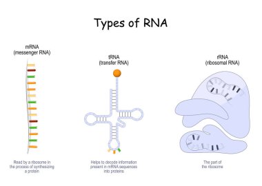 RNA türleri. Transfer için tRNA, mRNA, ribozom içinde rRNA ve protein sentezleme sürecinde ribozom tarafından okunan mRNA bilgilerini çözmede yardımcı olur. Vektör posteri