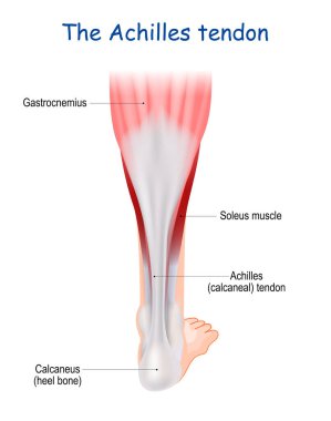 Achilles tendonu plantaris, gastrocnemius (dana) ve soleus kaslarını kalkaneus (topuk) kemiğine bağlar. Topuk bağı ya da kalkaneal tendon. İnsan bacağı. Tıbbi bilgi