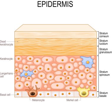 layers of epidermis. epithelial cells: Keratinocytes, Melanocyte, Langerhans, Merkel and Basal cells. Poster for medical and educational use. Structure of the humans skin. Vector illustration  clipart