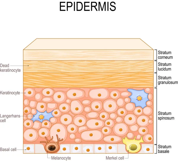 layers of epidermis. epithelial cells: Keratinocytes, Melanocyte, Langerhans, Merkel and Basal cells. Poster for medical and educational use. Structure of the humans skin. Vector illustration 