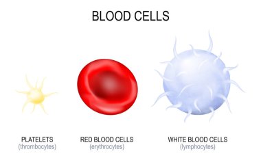 Blood cells type. Platelet or Thrombocyte, White blood cell or Lymphocyte, and Red blood cell or Erythrocyte. Vector poster