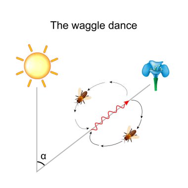 Waggle dance of the honeybee. Bee shares information about the direction and distance to flowers with nectar and pollen, to water sources, or to new nest-site locations with other members of the colony