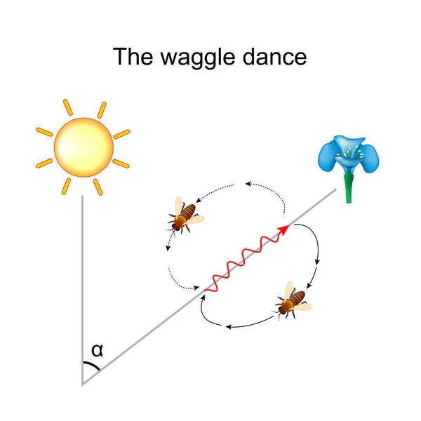 Waggle Dance Honeybee Bee Shares Information Direction Distance Flowers Nectar — 图库矢量图片