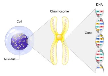 Structure of Cell. From Gene to DNA and Chromosome. genome sequence. Molecular biology. Vector illustration clipart