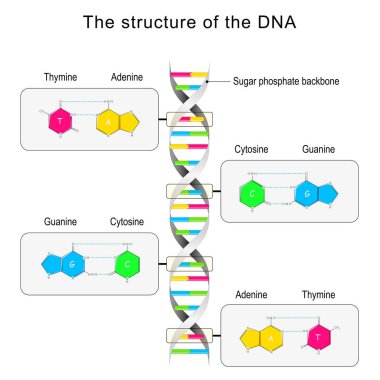 DNA yapısı. Temel eşleşme ve nükleotid. Sitozin, Thymine, Guanine, Adenine. Vektör illüstrasyonu