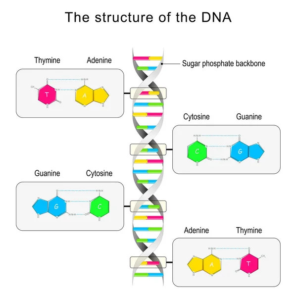 Dna结构 碱基对和核苷酸 胞嘧啶 Thymine Guanine Adenine 矢量说明 — 图库矢量图片
