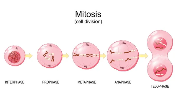 ミトシス 細胞分裂だ 細胞核内の染色体です ベクターイラスト — ストックベクタ