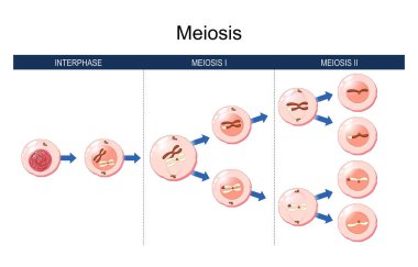 Meiosis. cell division. homologous chromosomes exchange genetic information. during the first meiosis. The daughter cells divide for to form haploid gametes. Two gametes fuse during fertilization, forming a diploid cell. Vector illustration clipart
