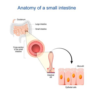 İnce bağırsak anatomisi. Bir ileumun iç villi ile çapraz kesiti. Microvilli ile epitel hücreleri yakın çekim. Vektör illüstrasyonu