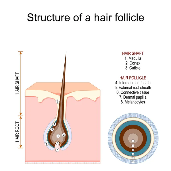 Estrutura Folículo Cabelo Anatomia Eixo Cabelo Raiz Cabelo Com Papila — Vetor de Stock