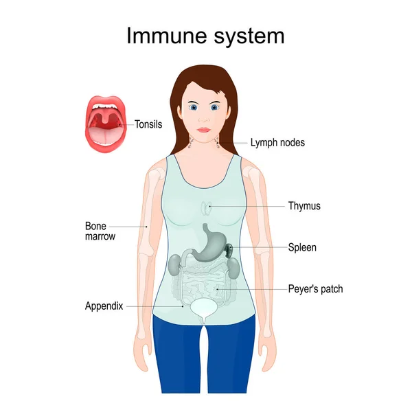Sistema Inmunológico Silueta Mujer Con Órganos Internos — Vector de stock