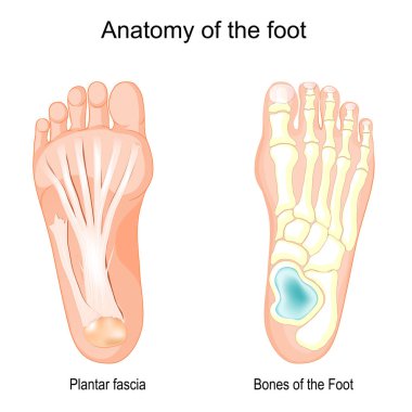 Ayak anatomisi. Ayak ve Plantar fasyasının kemikleri. Vektör illüstrasyonu
