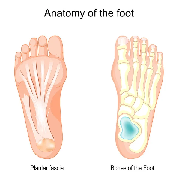 足の解剖学 足とプランターFasciaの骨 ベクターイラスト — ストックベクタ