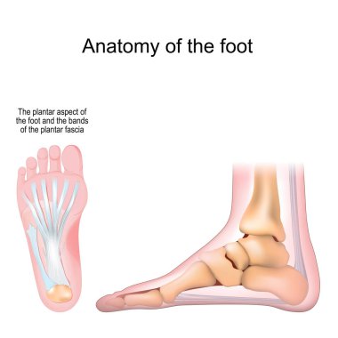 Ayak anatomisi. Kemikler ve Plantar fasyası. Gerçekçi Vektör illüstrasyonu. alt görünüm ve yan görünüm
