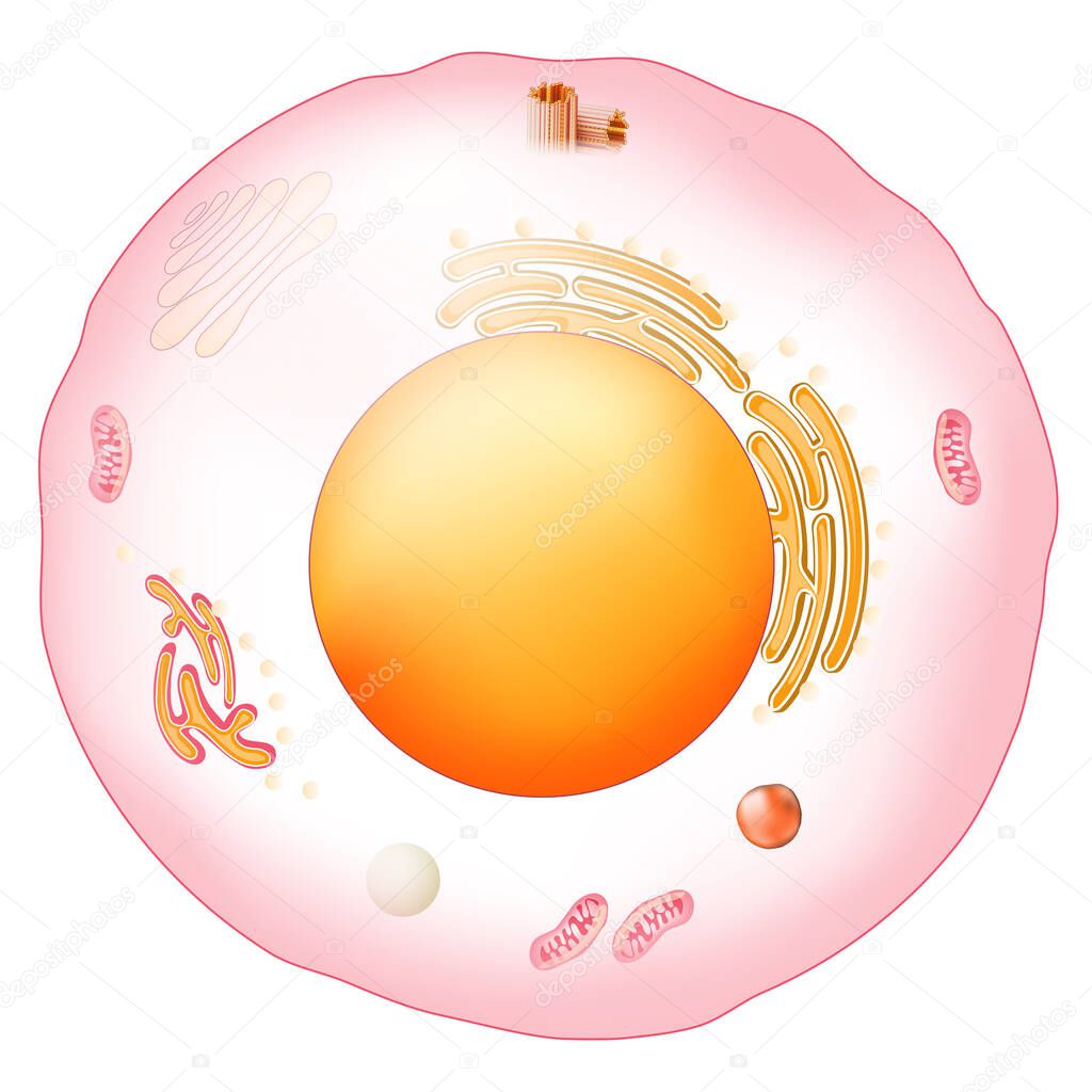 Animal cell anatomy. Structure and organelles of Eukaryotic cell. Vector poster for education. illustration
