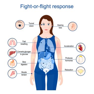 Fight-or-flight response.  fight-or-flight-or-freeze. hyperarousal or the acute stress response. Poster for Education or medical use. Vector Illustration clipart