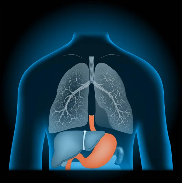 胃やX線青の現実的な胴に他の内臓 暗い背景に人間のシルエット 消化器系の一部 消化管だ ベクターポスター — ストックベクタ