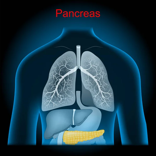 Páncreas Órgano Del Sistema Digestivo Del Sistema Endocrino Pulmones Estómago — Vector de stock