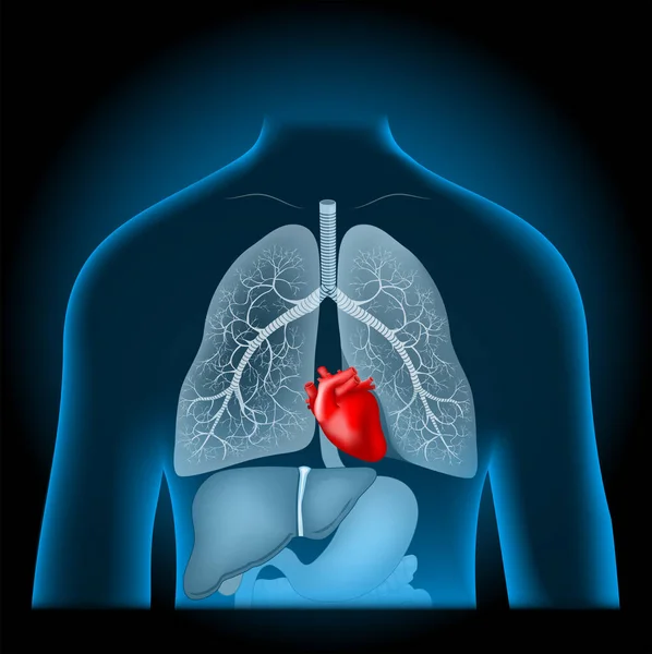Umístění Srdce Červené Srdce Plíce Žaludek Vnitřní Orgány Rentgenově Modrého — Stockový vektor