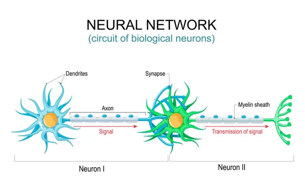 ニューラルネットワークだ 生物学的ニューロンの回路や結合です 神経系だ 神経細胞のコミュニケーション構造 人間の脳における信号の伝達 ベクターイラスト — ストックベクタ