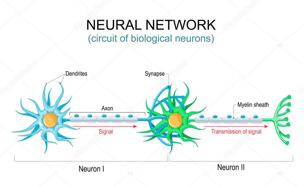 Neural network. circuit or connections of the biological neurons. nervous system. Communication structure of neurons. Transmission of signal in the human brain. Vector illustration
