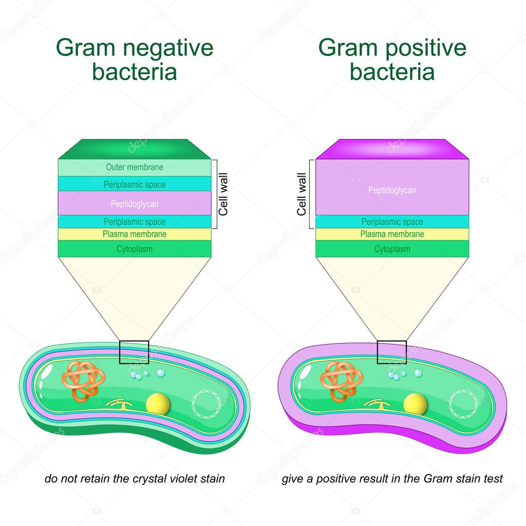 Gram negative bacteria do not retain the crystal violet stain. Gram positive bacteria give a positive result in the Gram stain test. comparison and difference type of bacterial cell wall. vector poster