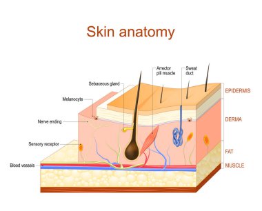 İnsan deri katmanları. Epidermis (azgın katmanı ve taneli Katmanı), (bağ dokusu) Dermis ve subkutan yağ (yağ dokusu)