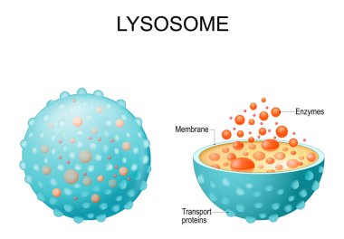 Lysosome. appearance, exterior and interior view. Cross section and Anatomy of the Lysosome: Hydrolytic enzymes, Membrane and transport proteins. Vector illustration clipart