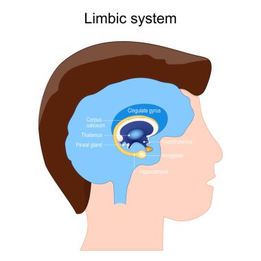 Limbik sistem anatomisi. Beyin gangliyasının yapısı: Amygdala, Pineal bezi, Thalamus, Hipokampus, Singulat Gyrus, Corpus callosum, Hypothalamus. vektör illüstrasyonu